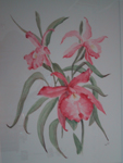 Pink orchids on a soft background — watercolour